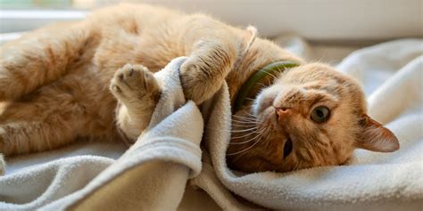 kitten sucking on blanket